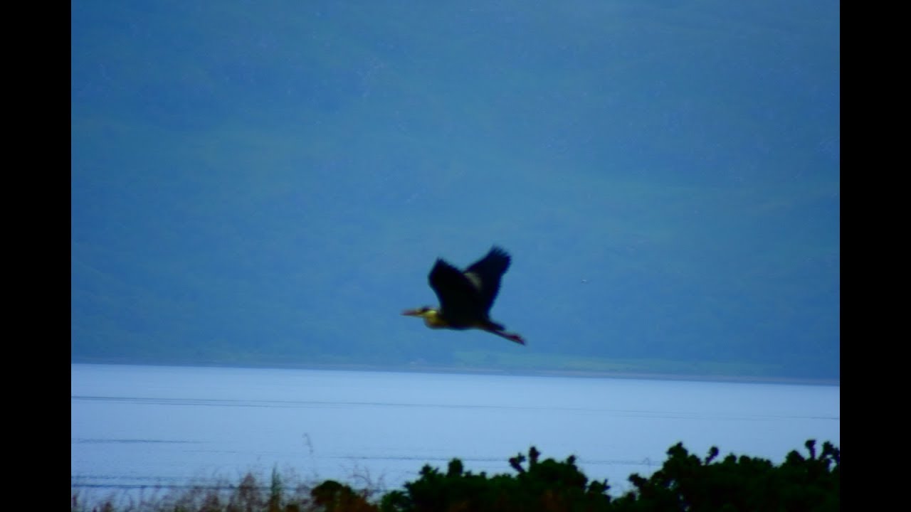 The Birds Of Mull & Iona - Bird Spotting, Best Budget Hobby.