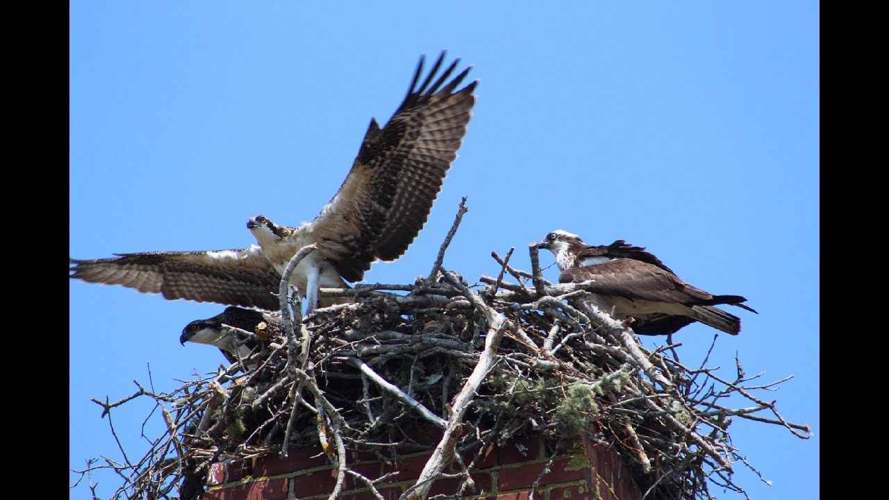 The Journey of the Osprey