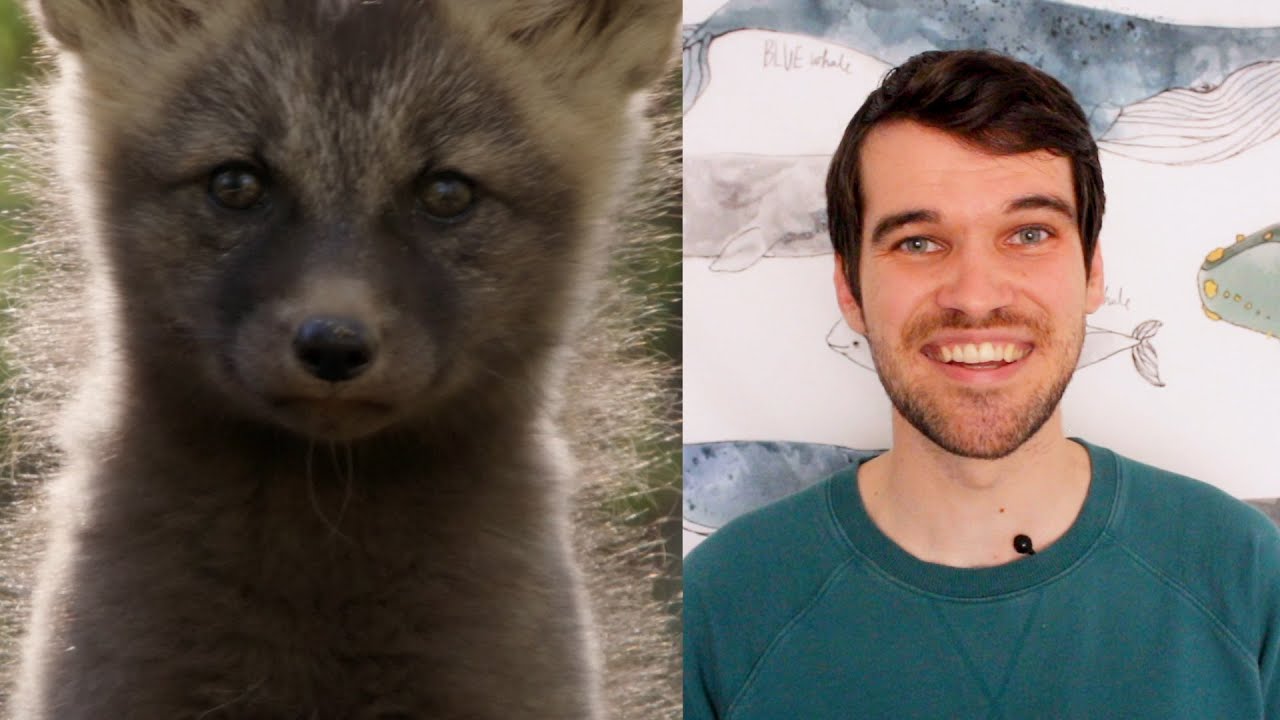 Fox kits and spring flowers! | #HelloSpringCBC recap - Week 2