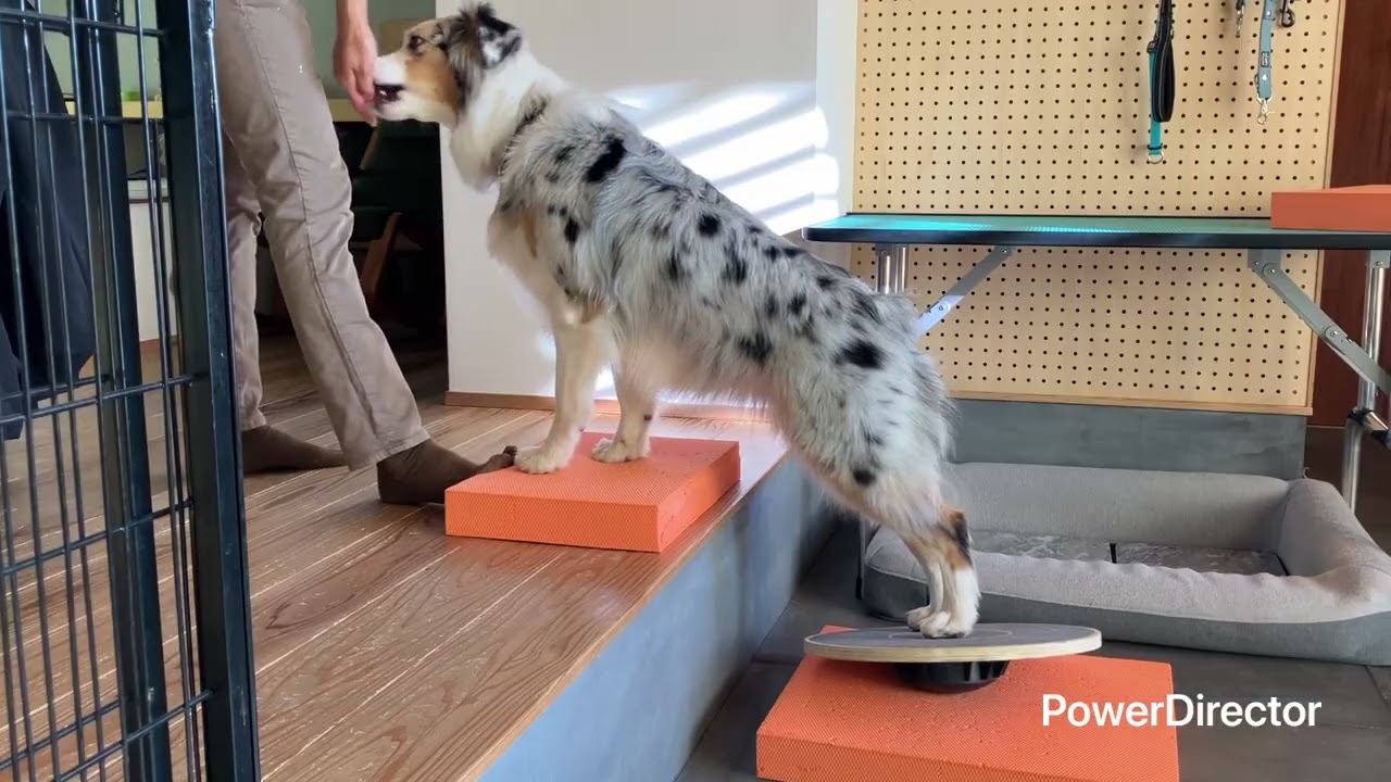 1月に最適な愛犬のためのフィットネス_Full HD 1080p.mp4