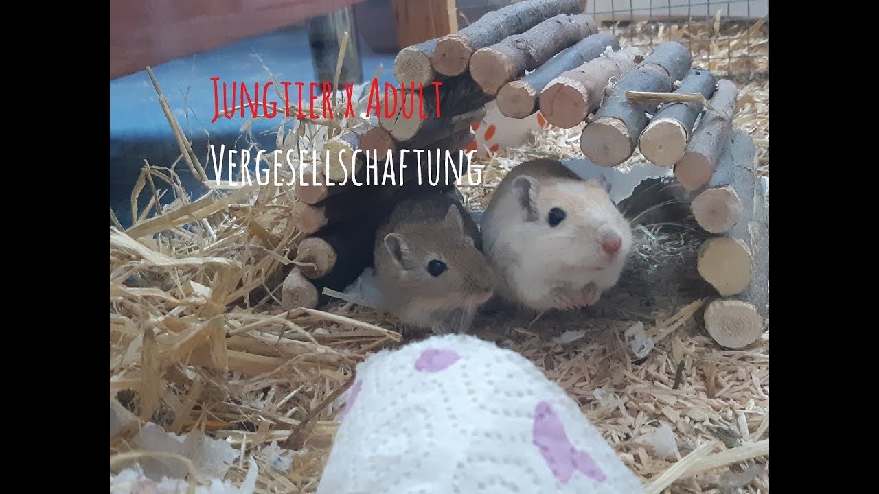 Rennm&auml;use Vergesellschaften 🐭❤  Jungtier x Adult ~ Kleinraummethode 🐭❤  MyGerbilsWorld