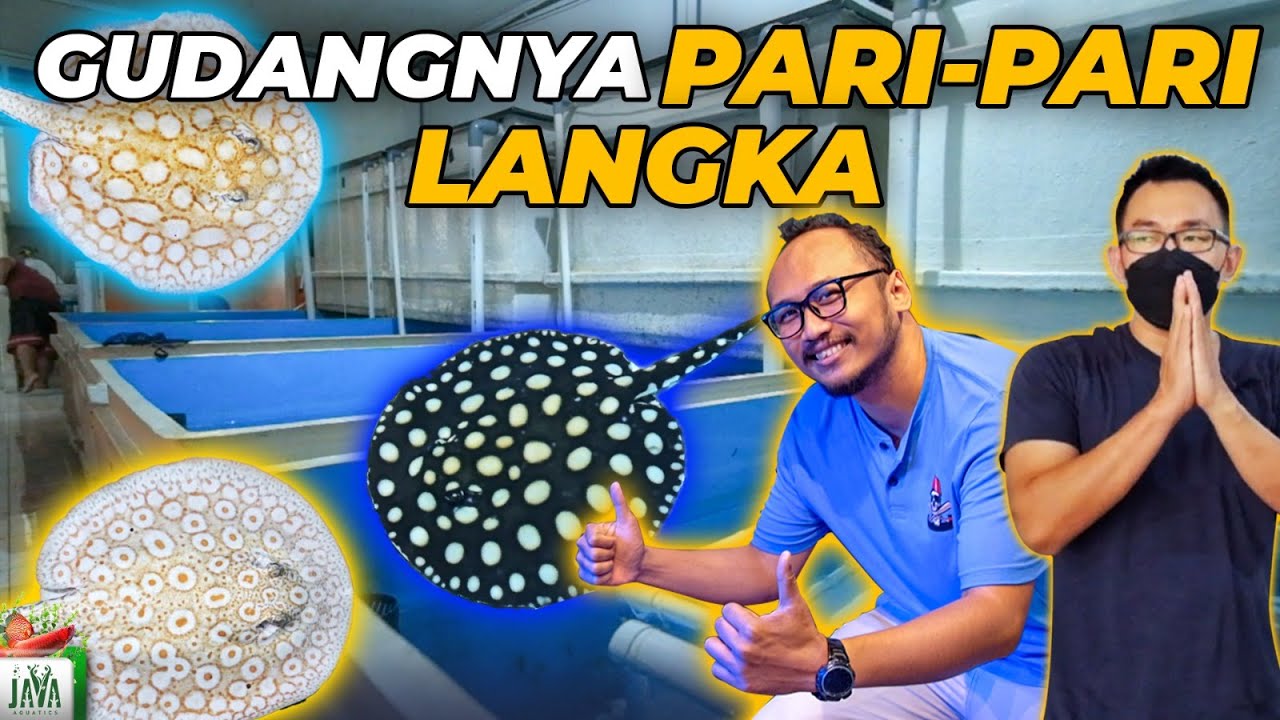 VISIT STINGRAY FACTORY - GUDANGNYA IKAN PARI IMPORT!