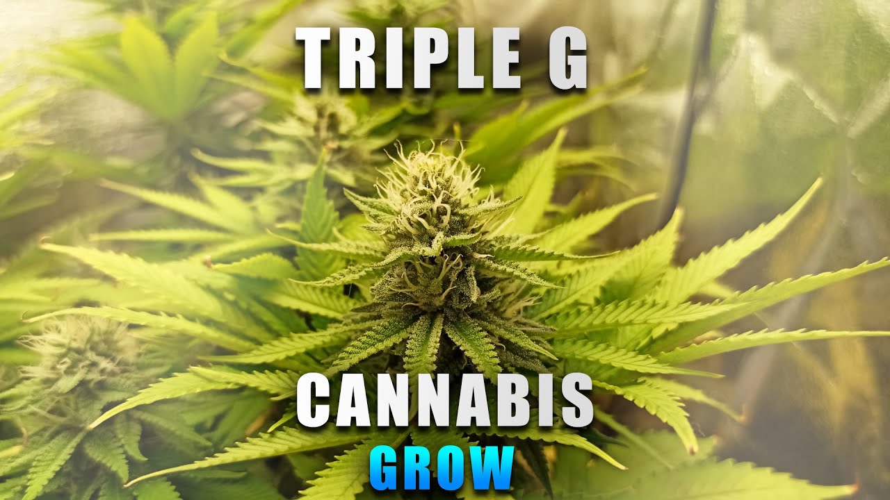 60x60 Growbox Triple G Cannabis Grow Mars Hydro TS 1000