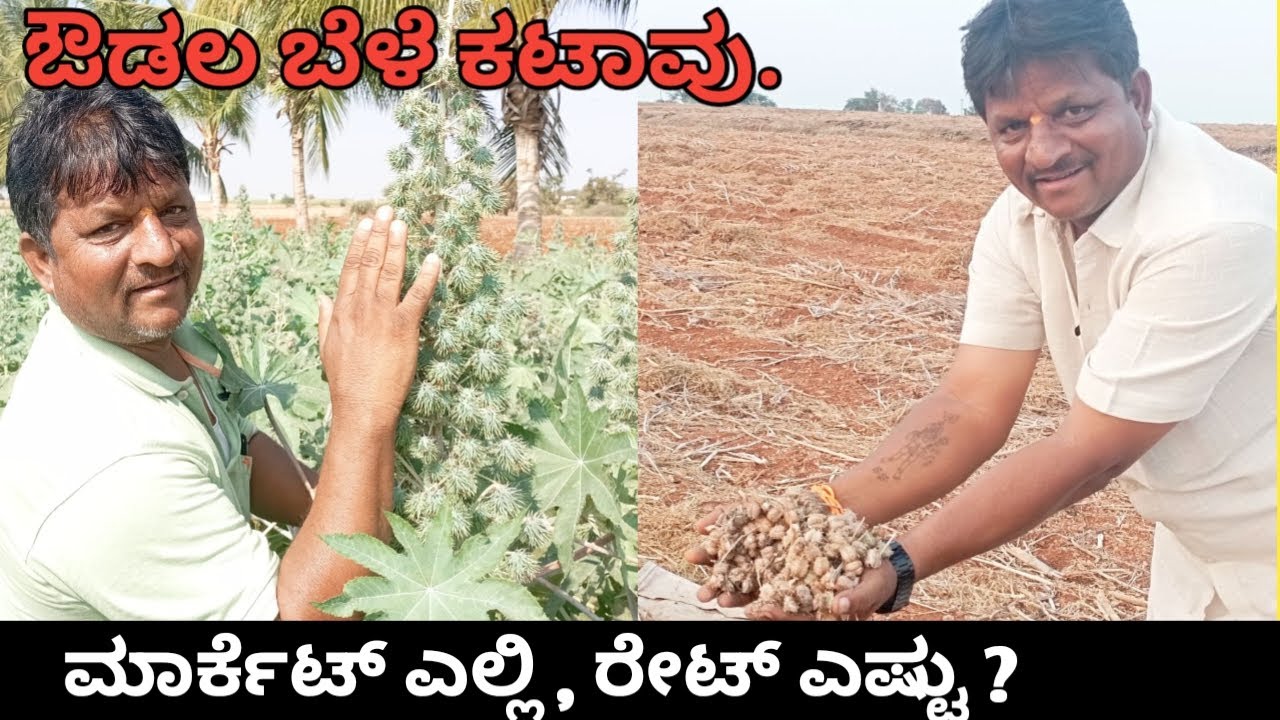 ಔಡಲ ಬೆಳೆಯ ಸಂಪೂರ್ಣ ಮಾಹಿತಿ | ಹೇಗೆ ಕಟಾವು ಮಾಡಬೇಕು | ಮಾರ್ಕೆಟ್ ಎಲ್ಲಿ , ರೇಟ್ ಎಷ್ಟು ಸಂಪೂರ್ಣ ಮಾಹಿತಿ |