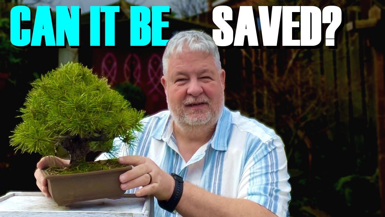 Почему моя японская черная сосна перестала расти (и как это исправить)