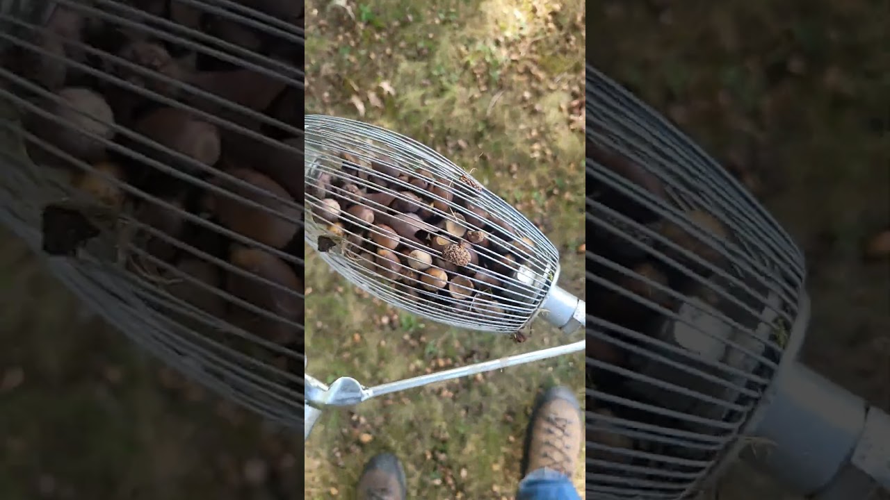 How to use the Nut Weasel roller!  #themilkweedman #nutroller #acorns #nuts #nutweasel