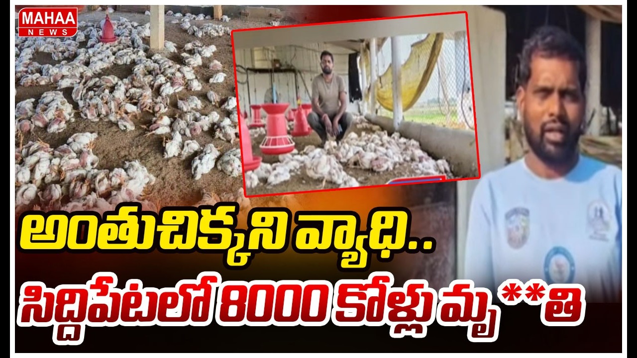 అంతుచిక్కని వ్యాధి..సిద్దిపేటలో 8000 కోళ్లు మృ**తి | Siddipet Incident | Virus | Mahaa News
