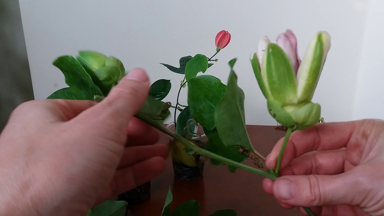 Пассифлора из черенка. Когда зацветет?