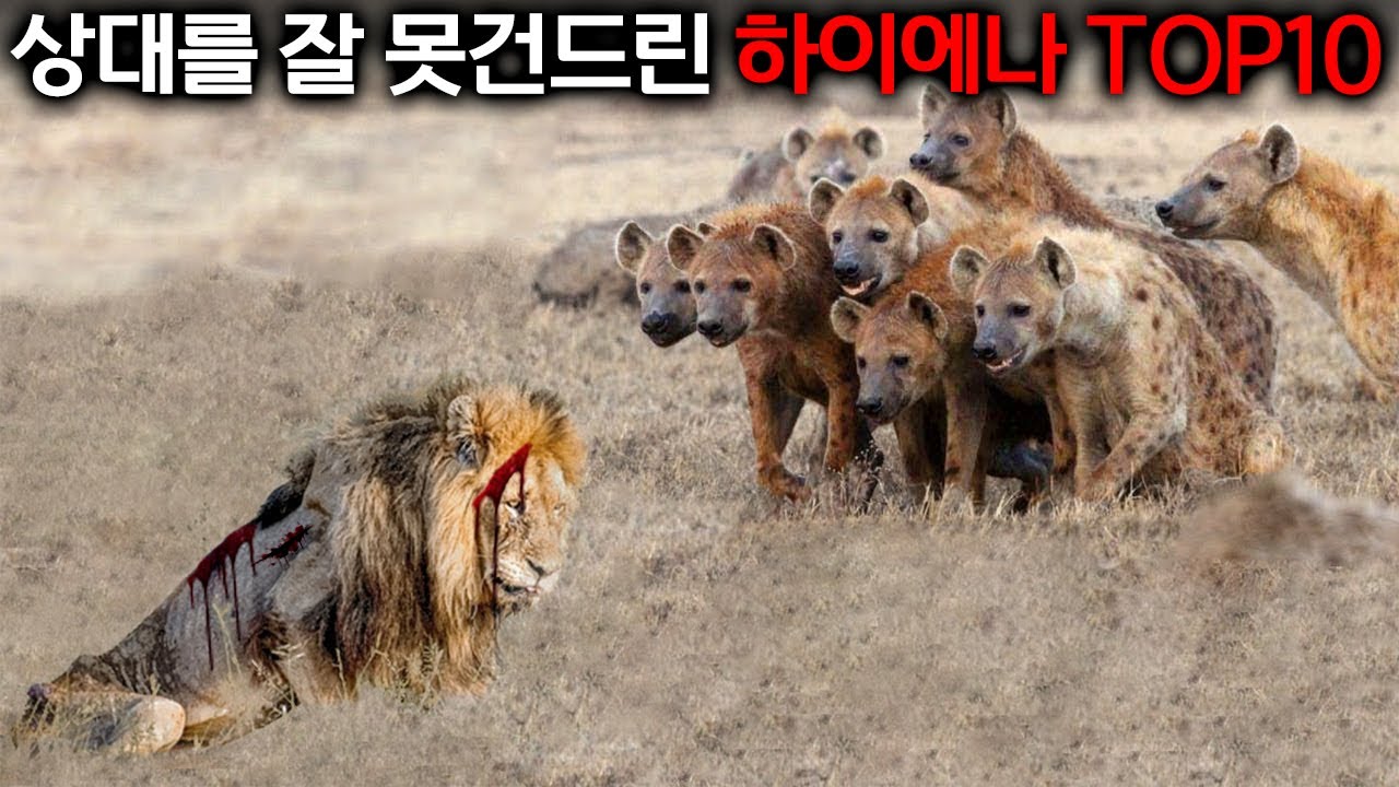 죽어가는 사자를 잘못 건드린 하이에나의 끔찍한 결말