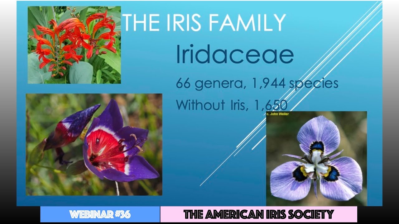 Webinar #36 “A Romp Through the Iris Family” by Bob Pries