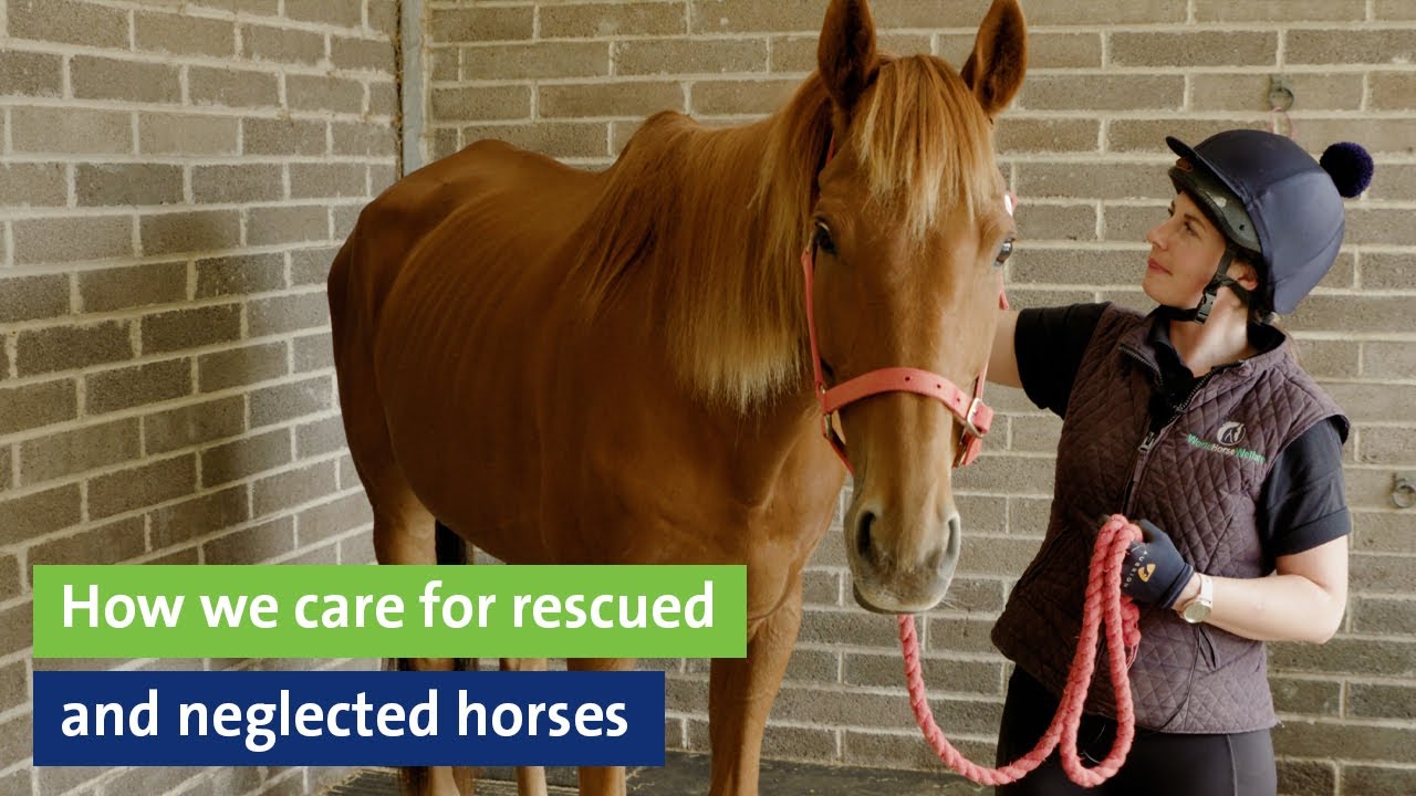 How we care for rescued and neglected horses