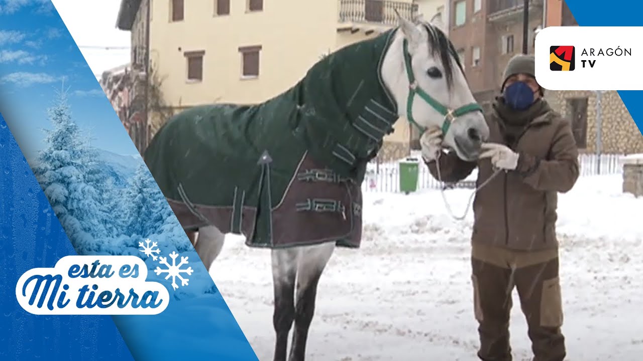 Caballos bien abrigados en Bronchales