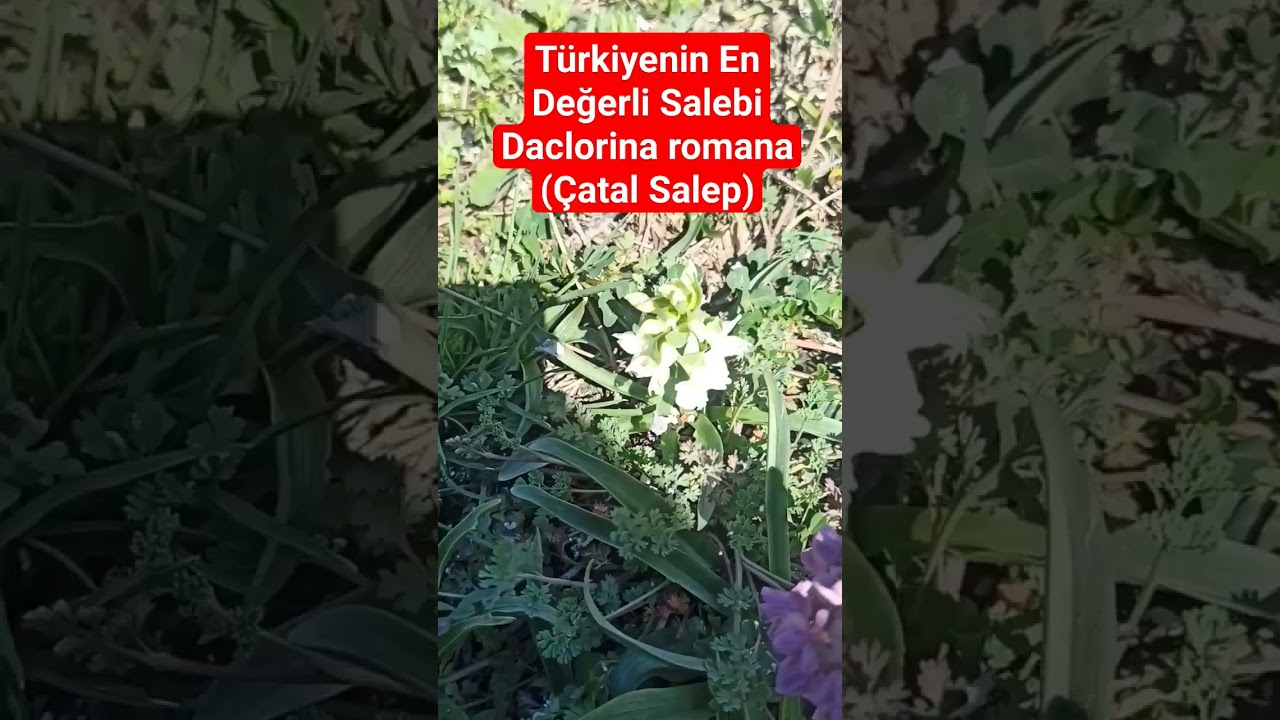 T&uuml;rkiyenin En değerli salebi Dacloriza romana ( &Ccedil;atal Salep ) Yetiştiriciliği.