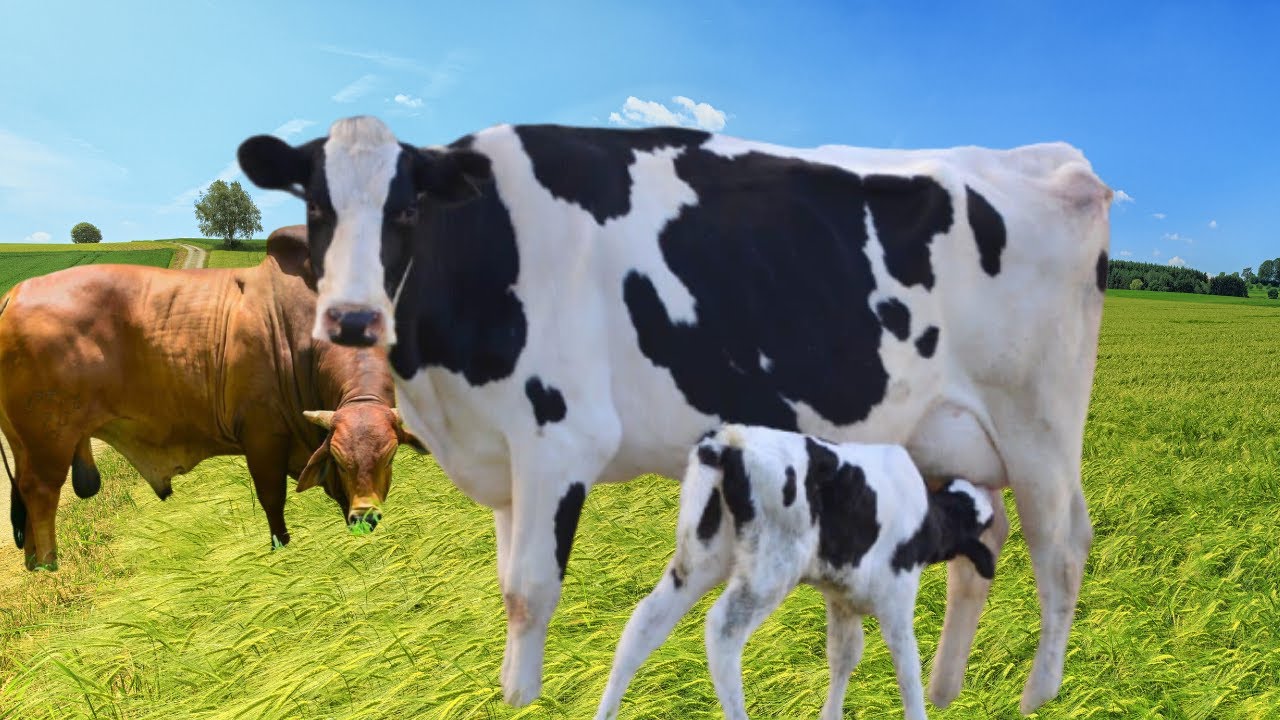 Cow - Calf - Ox - Cow Sound - Som dos Animais - Animais da Fazenda
