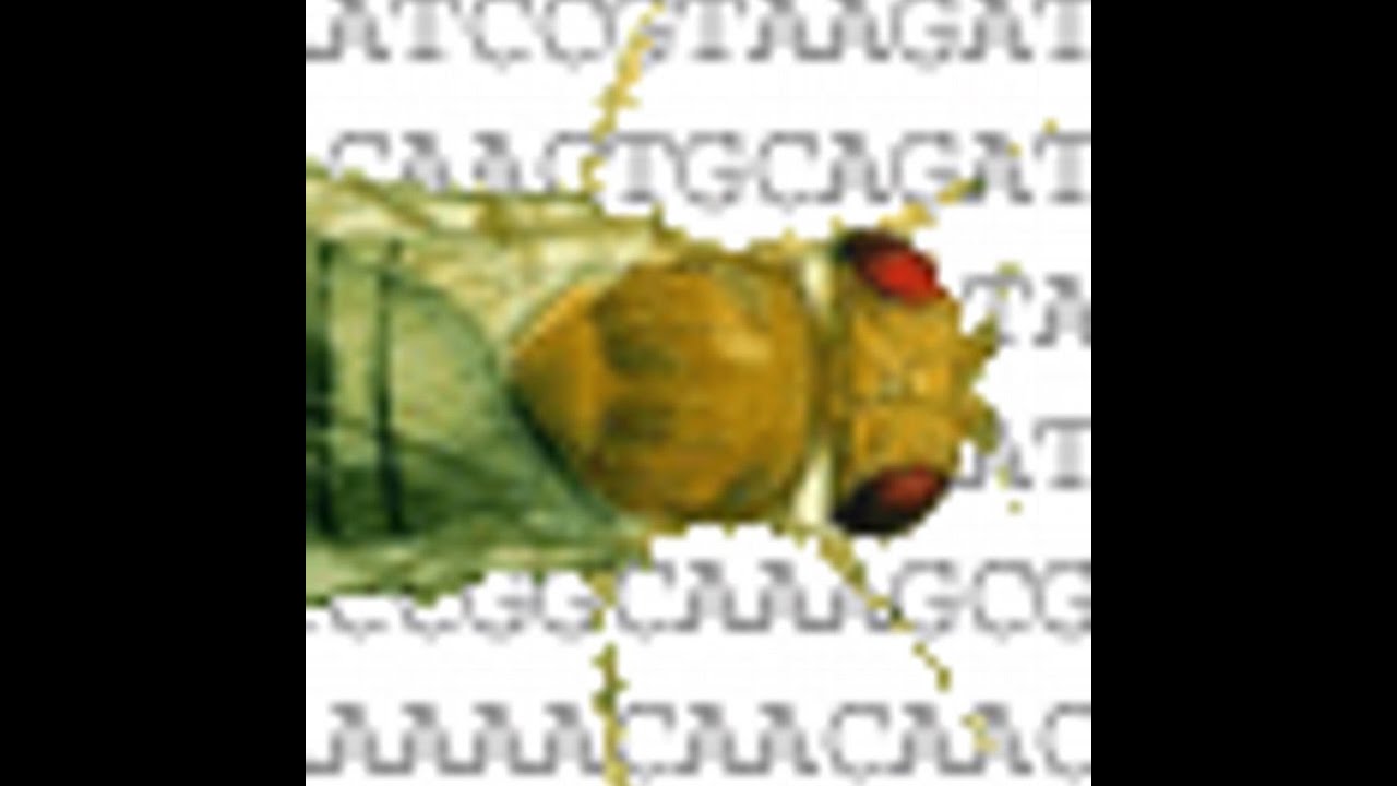 Explore FlyBase & DIOPT: Powerful Tools for Drosophila Gene and Ortholog Analysis 🧬