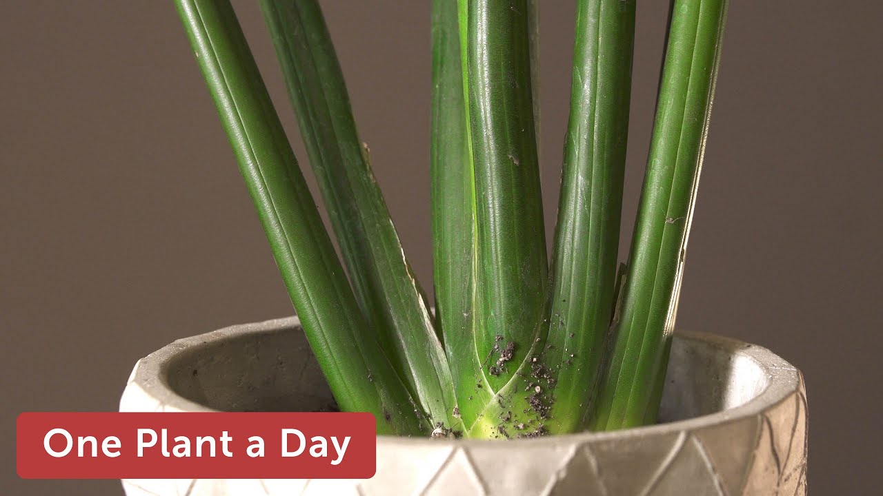 Dracaena (Sansevieria) erythraeae Houseplant Care – 333 of 365