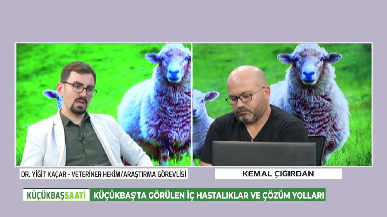 KÜÇÜKBAŞ SAATİ - KÜÇÜKBAŞTA GÖRÜLEN İÇ HASTALIKLAR VE ÇÖZÜM YOLLARI