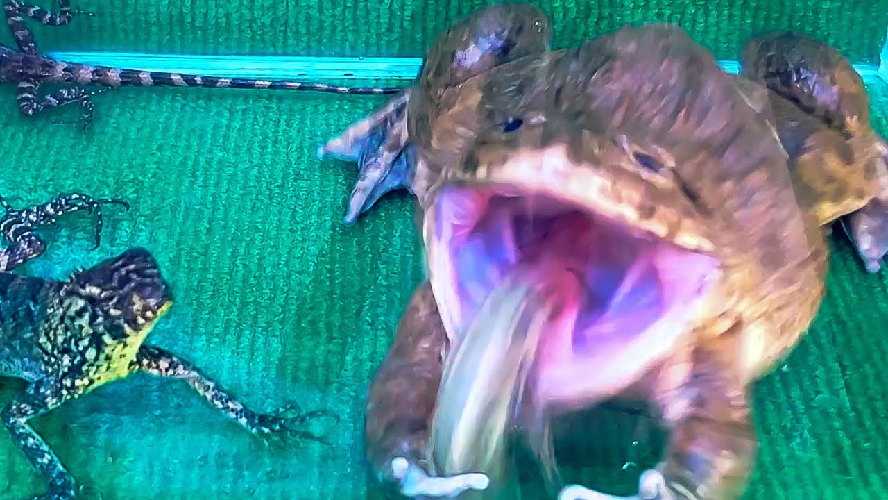 Amazing!! Asian Bullfrog Eats Big Grasshopper And Tree Lizard! Warning Live Feeding