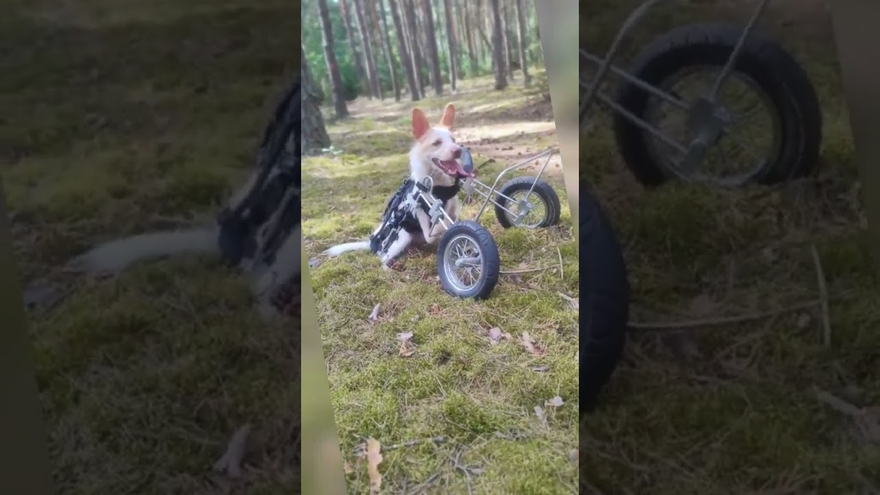 Wózek dla psa ADMIRAŁ na przód, Rydwany Judyty