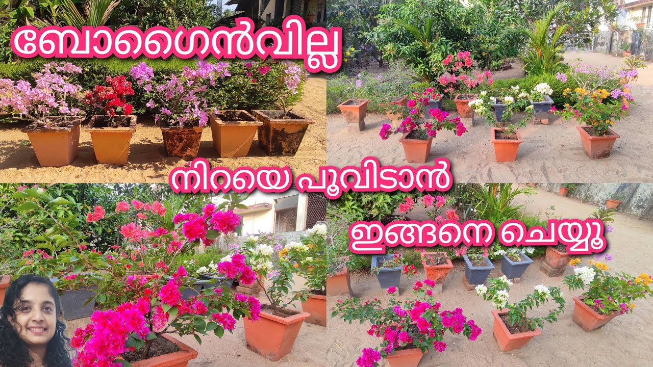 Bougainvilla നിറയെ പൂവിടാൻ ഒരടിപൊളി സൂത്രം | gardening malayalam 