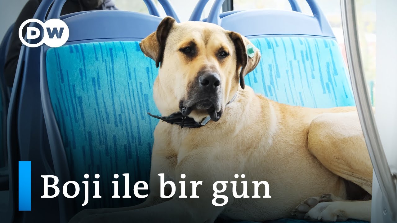 İstanbul'un gezgin köpeği Boji | Sabah 10'dan akşam 9'a kadar yollarda - DW Türkçe
