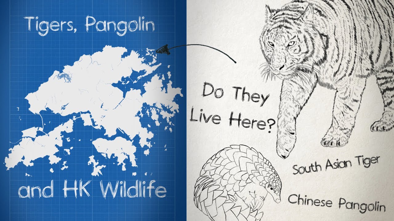 What animals live here? | Tigers, Pangolin and Hong Kong Wildlife