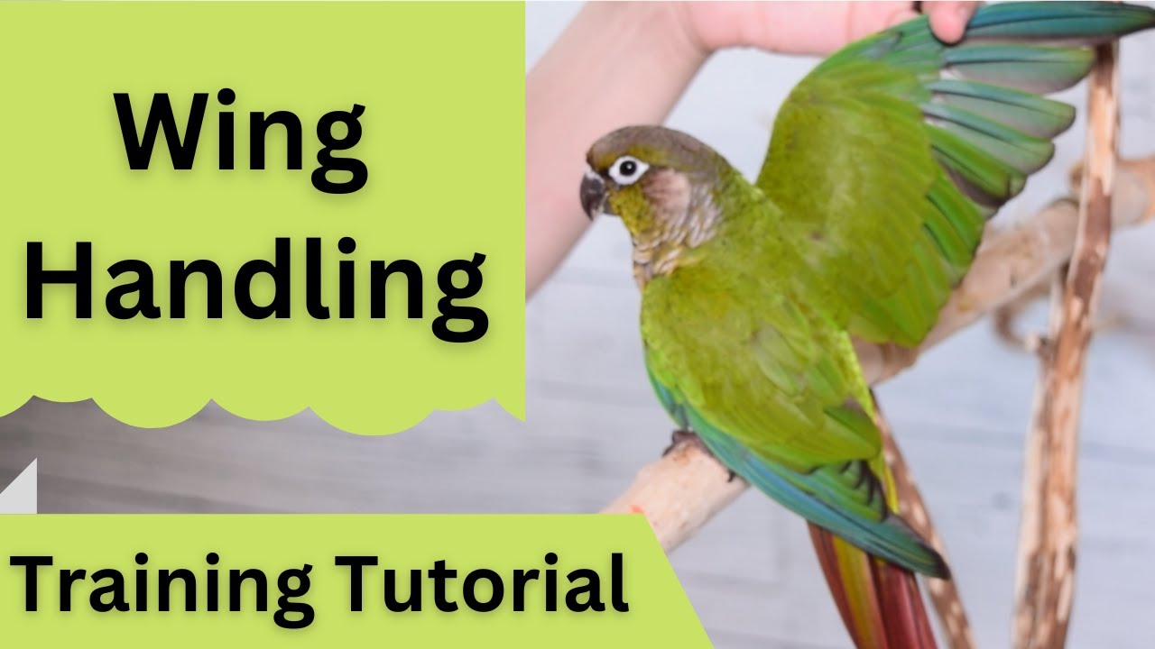 Wing Handling | Cooperative Care