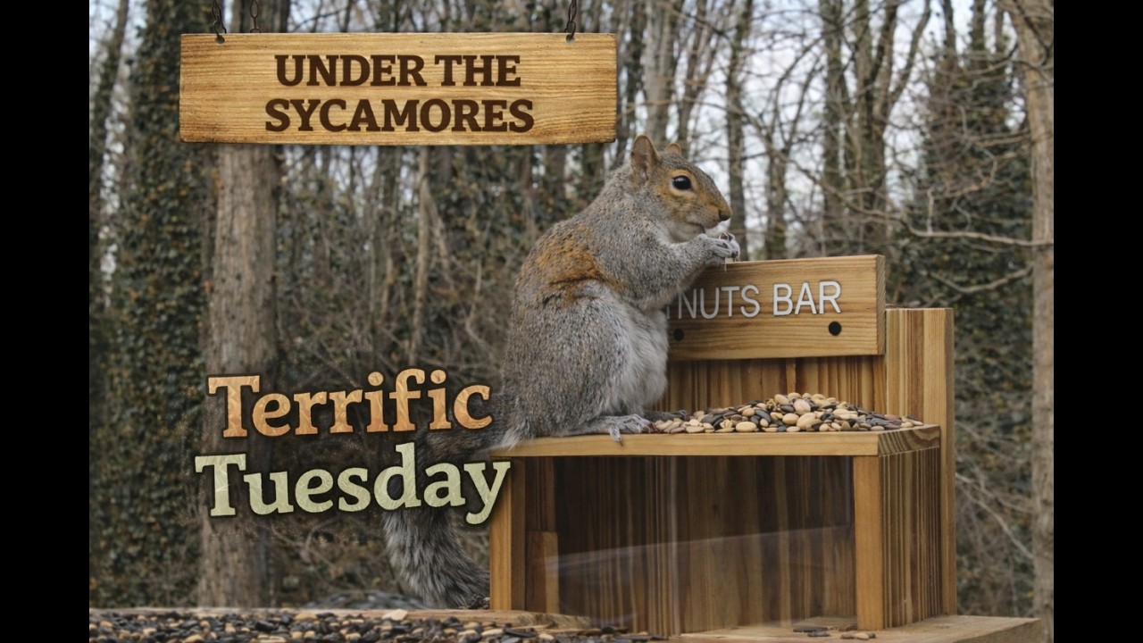 Terrific Tuesday - Under the Sycamores- Charlotte, North Carolina - #birdfeeder #birds #nature