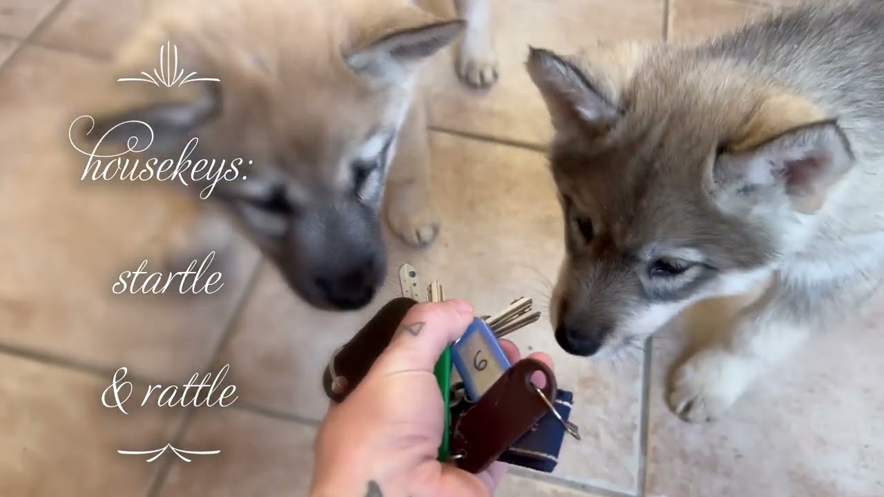Tamaskan Puppies react to various stimuli...