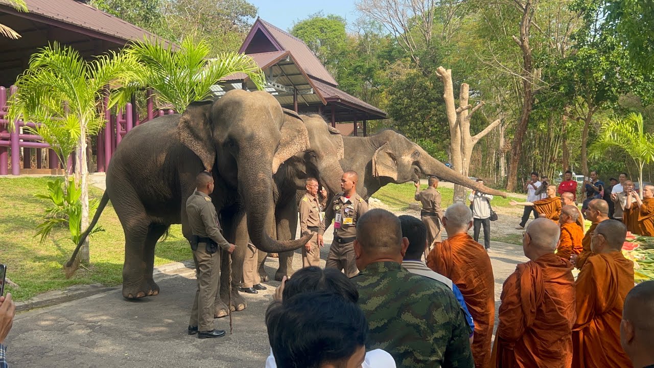 ช้างทรงเลี้ยงพระตำหลักภูพานฯ