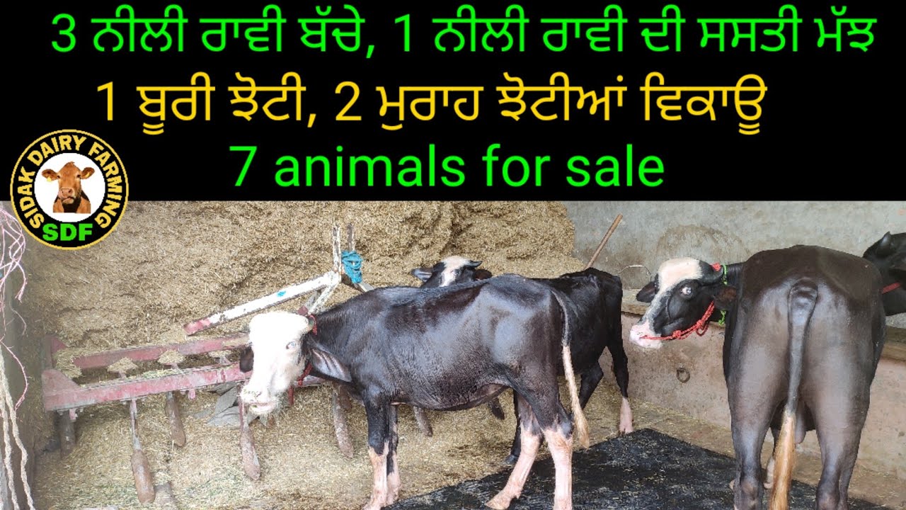 7 animals for sale, 7 ਪਸ਼ੂ ਵਿਕਾਊ ਇੱਕੋ ਘਰ ਵਿੱਚ, 4 ਨੀਲੀ ਰਾਵੀ ਦੇ ਪਸ਼ੂ