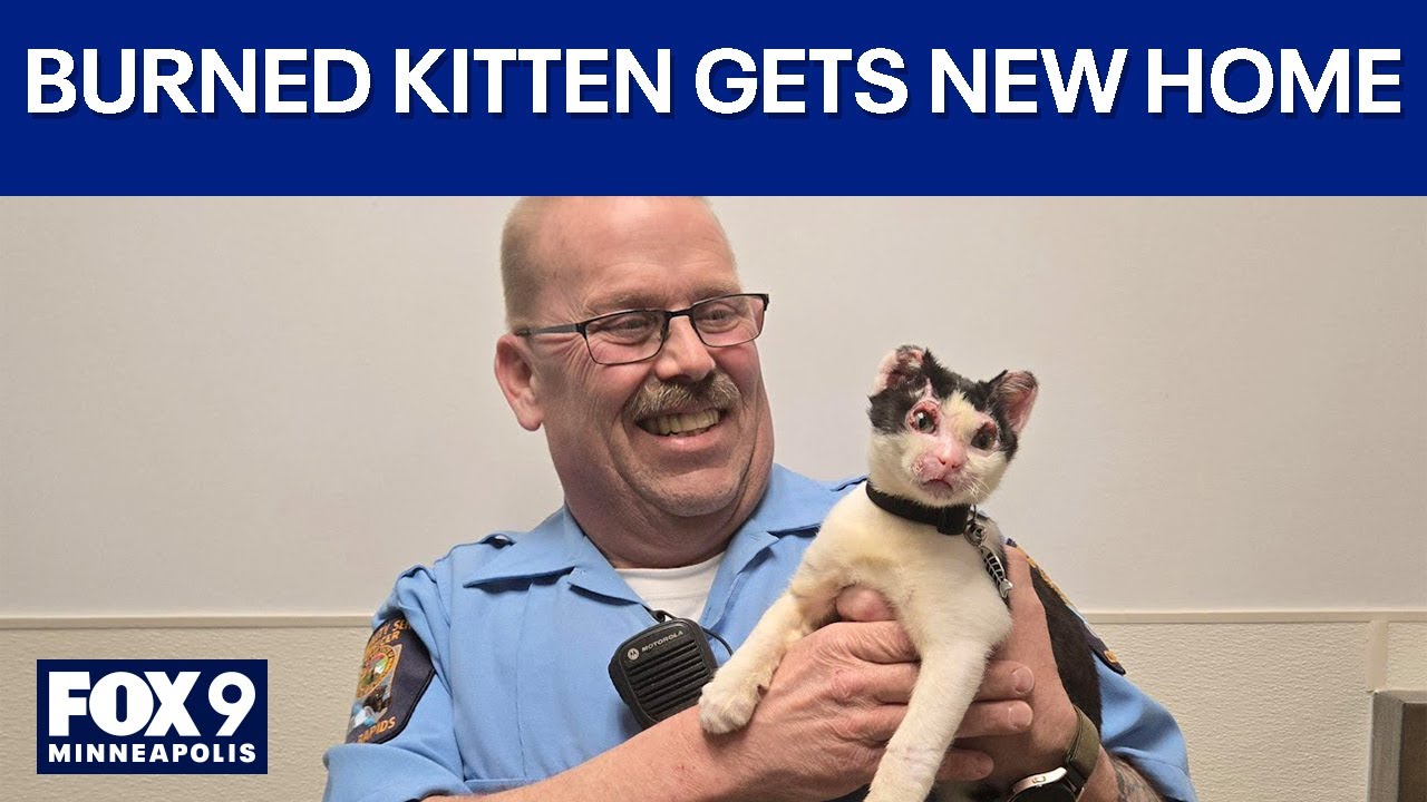 Kitten burned in fire rescued by first responder