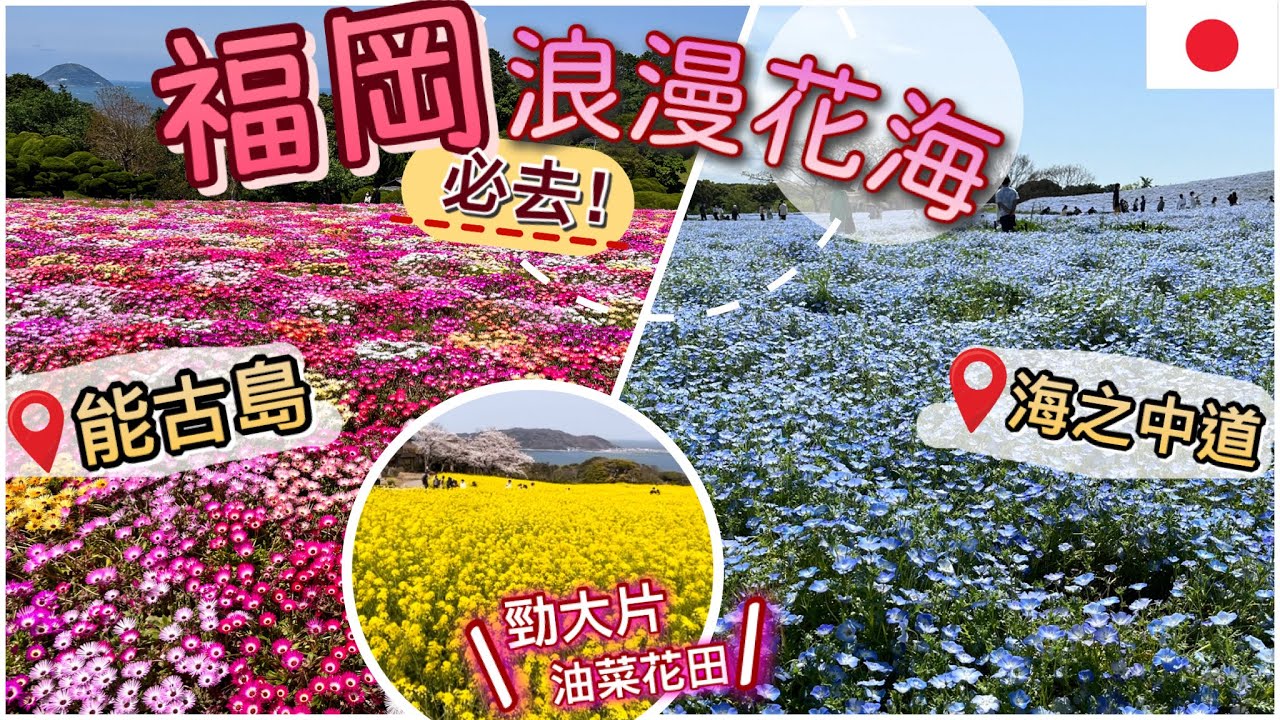 [福岡夢幻花海] 季節限定!! 打卡必去 |迷人藍色粉碟花海 | 田野風光油菜花田| 浪漫波斯菊| 小朋友放電好去處 | 身在福岡不知福
