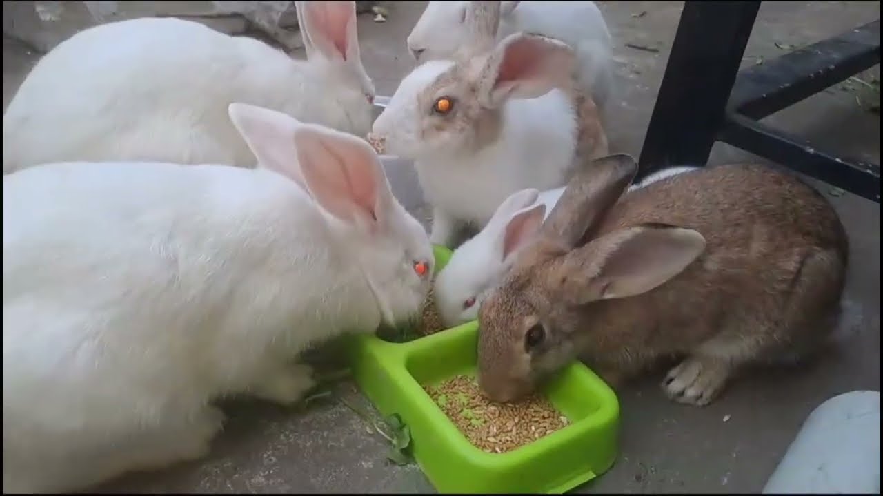 Cute Bunny Eating Compilation 🐰 Adorable Rabbit Moments 2026