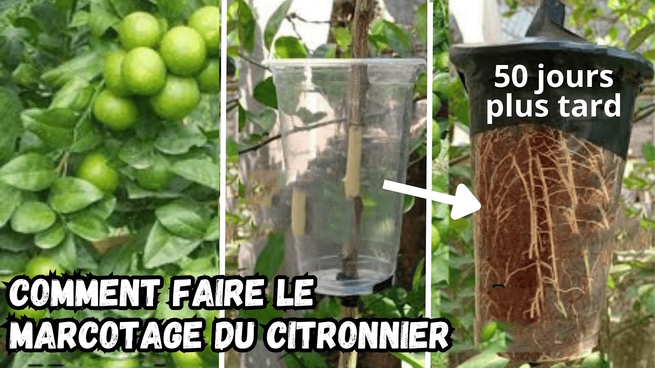 Comment obtenir un Citronnier Nain (marcotage du citronnier)