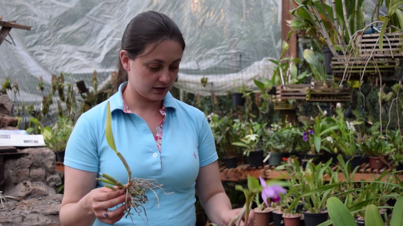 Como Replantar Mudas de Cattleya