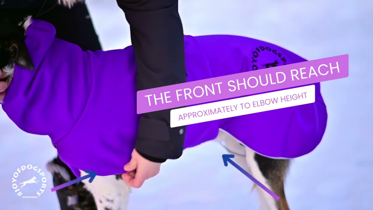 How to measure your dog correctly – and choose the right jacket size