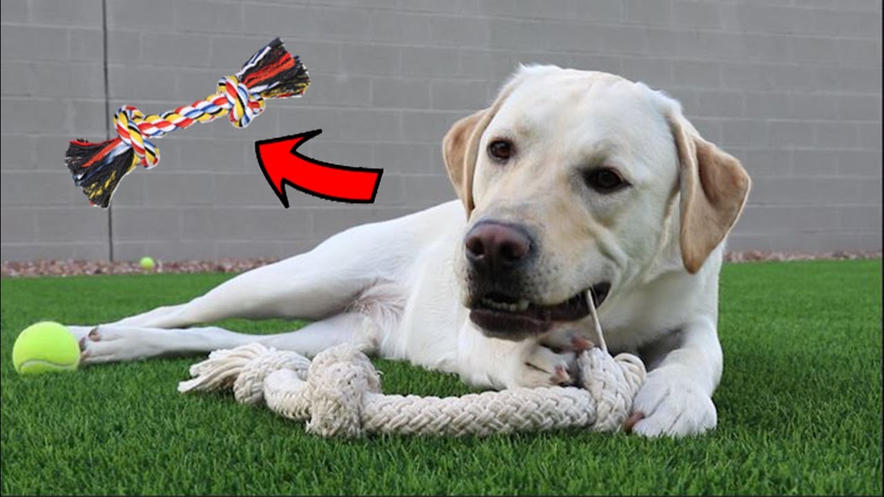 LABRADOR PLAYS TUG OF WAR!!