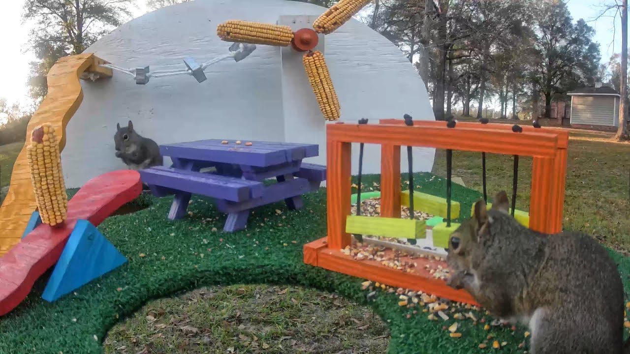 Squirrels Discover the Ultimate Backyard Playground!