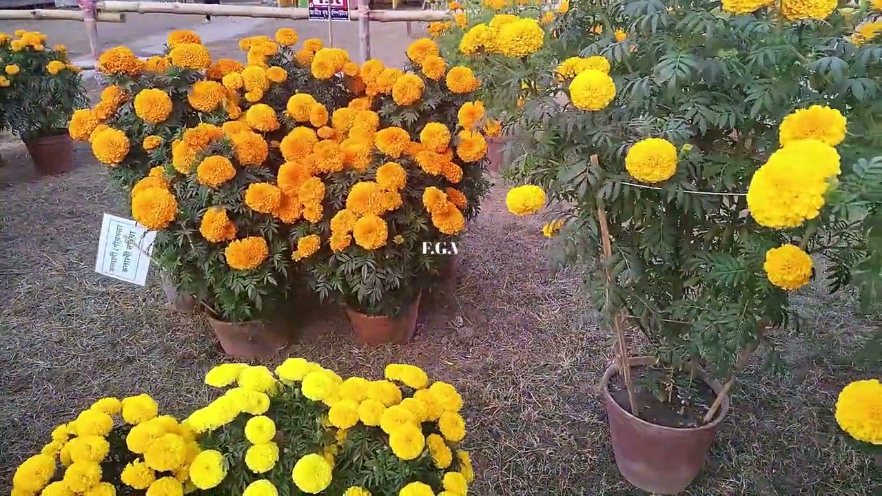FGV-189| GADA PHOOL |গাদা ফুল  ফুলের বাগানের ভিডিও