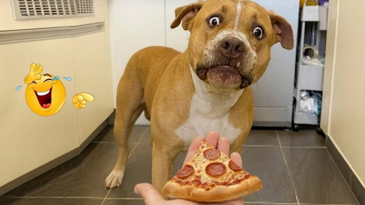 HILARIOUS DOGS Being Weird 🤪 NEW Funniest Dogs Video 2026