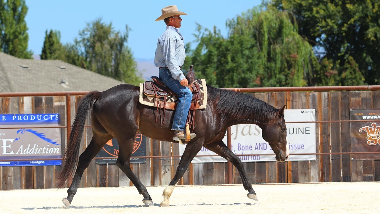 Riding Basics on my Off the Track Thoroughbred