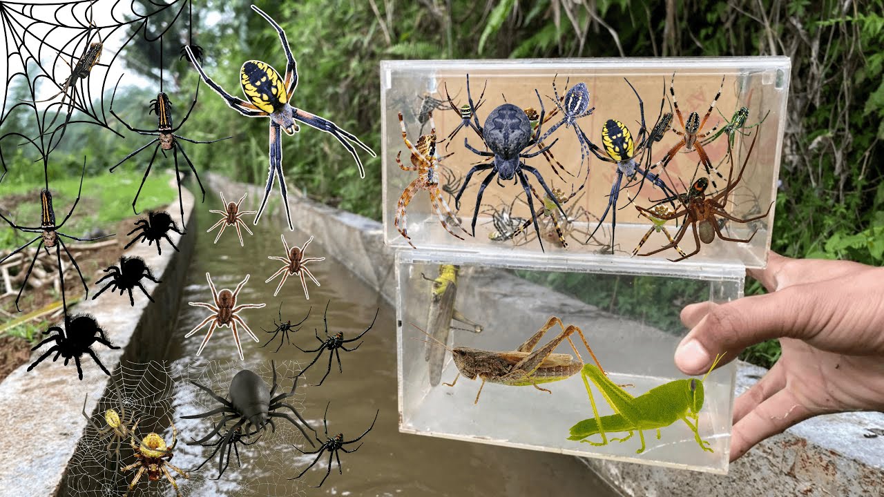 Hunting Top Spider In Along The River !! Weaver Orb Spider, Golden Orb Spider, Gagamba
