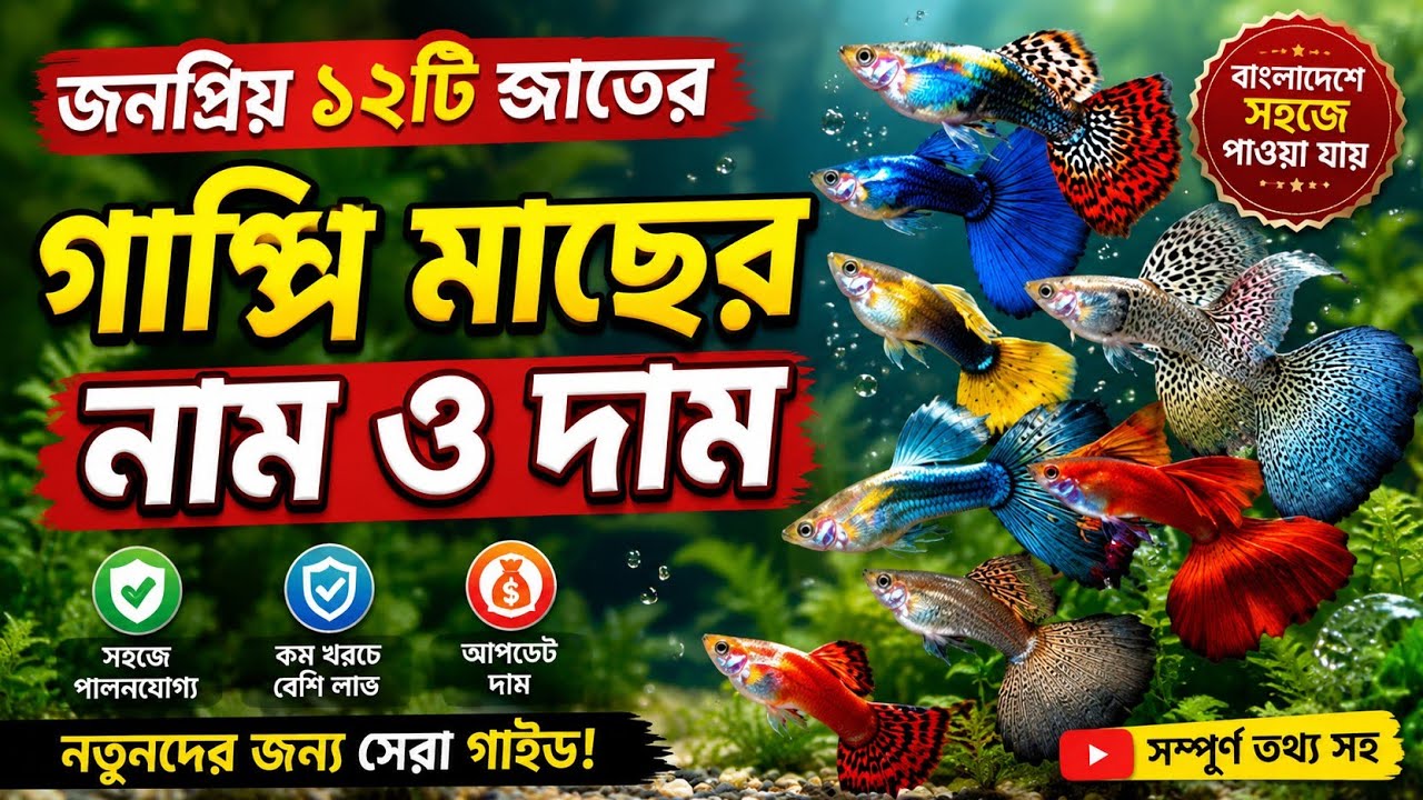 জনপ্রিয় ১২টি গাপ্পি মাছের নাম এবং দাম।Guppyfish variety in Bangladesh.#guppyfish #guppycare#রঙিনমাছ