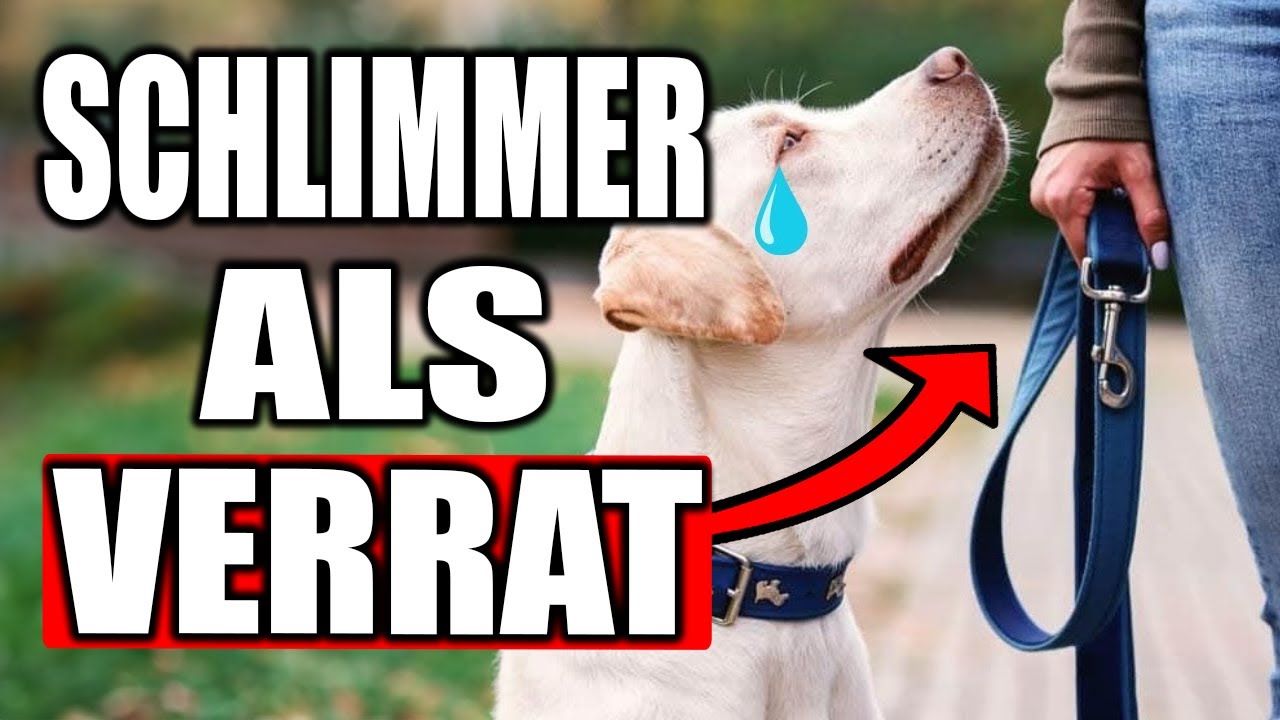 17 Dinge, die Hunde NIEMALS VERGESSEN!