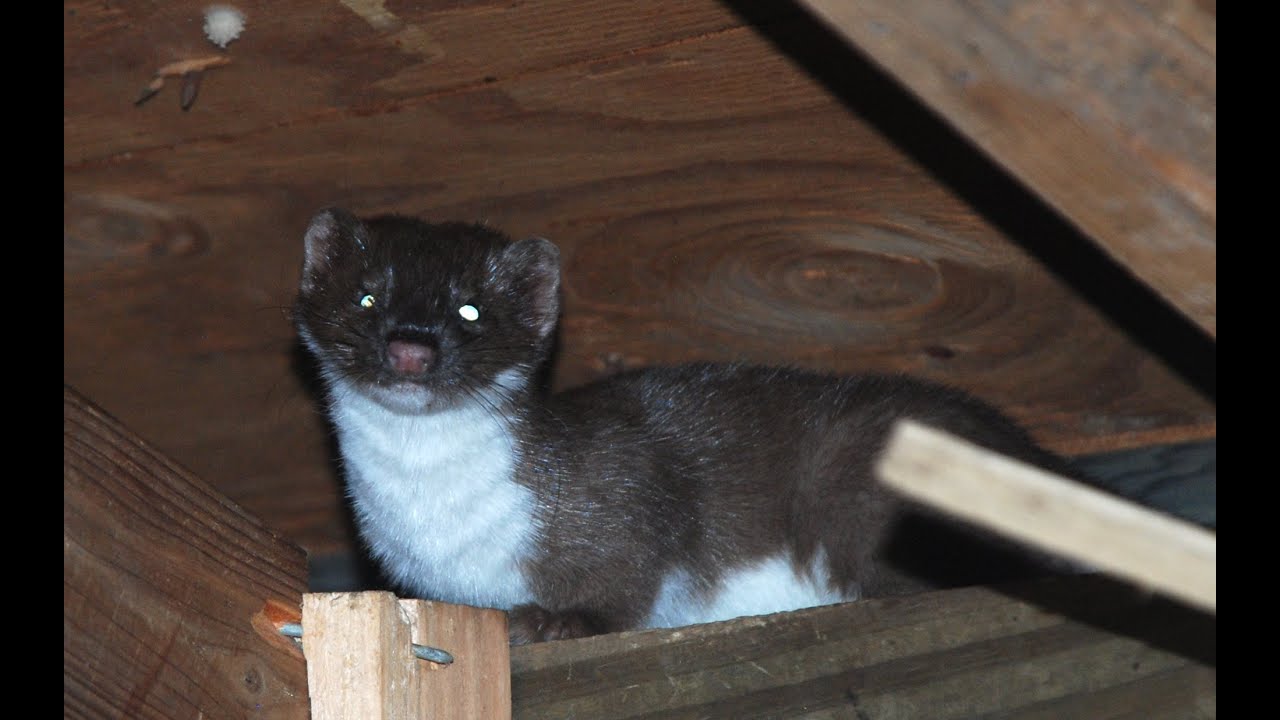 Wildlife Tracking; Weasel
