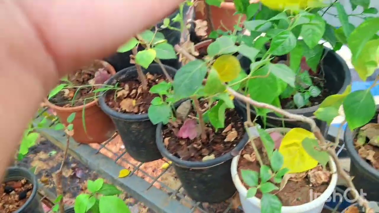 Oru വിവരം പറയാൻ ആണ്. ഒന്ന് കാണണേ 9656868918# plants#garden