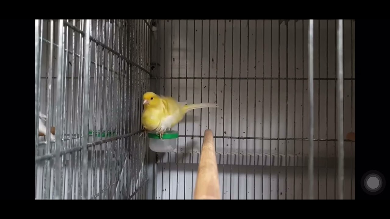 North Dutch Frill Canary 6