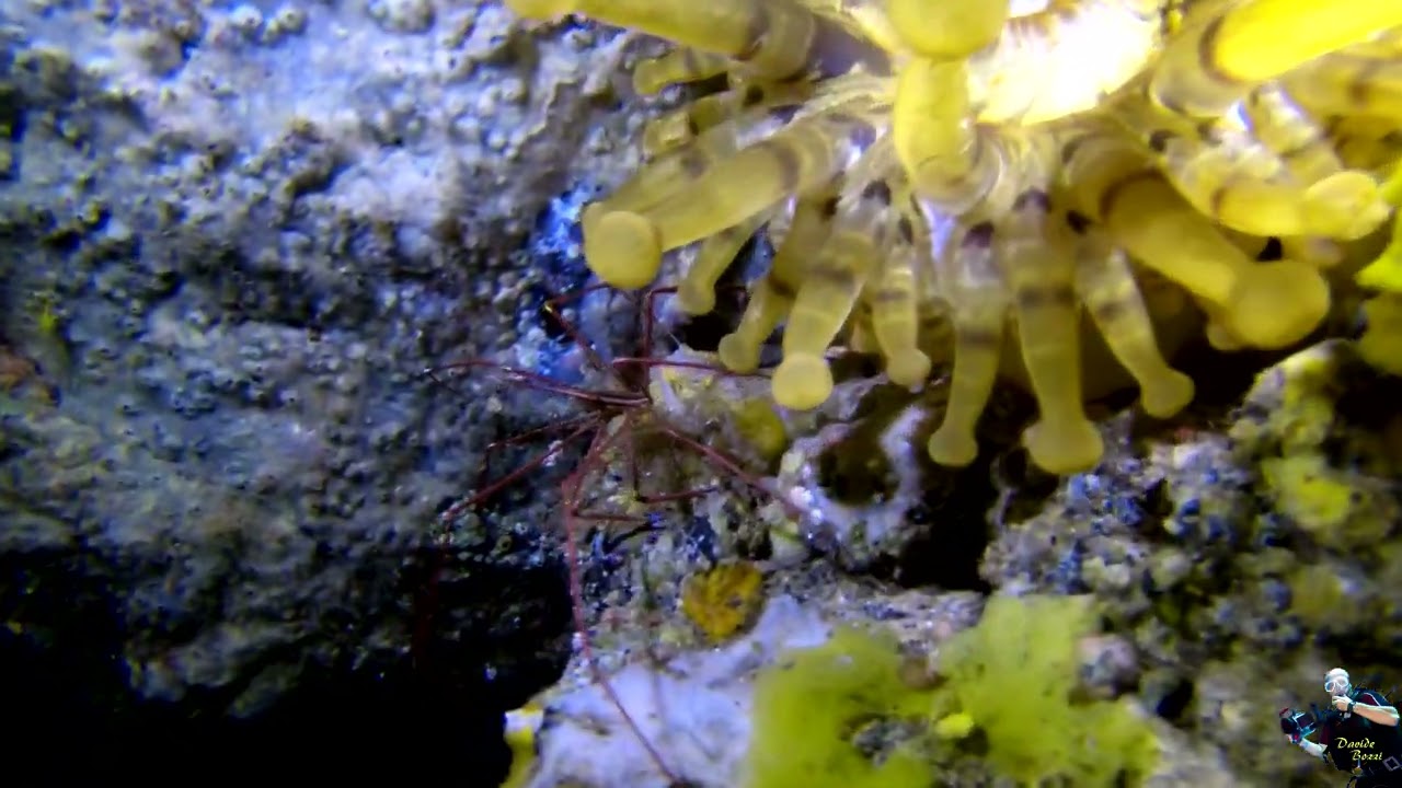 Lanzarote 2021. Anemone e Granchio Freccia (Telmatactis devisi and Stenorhynchus lanceolatus).