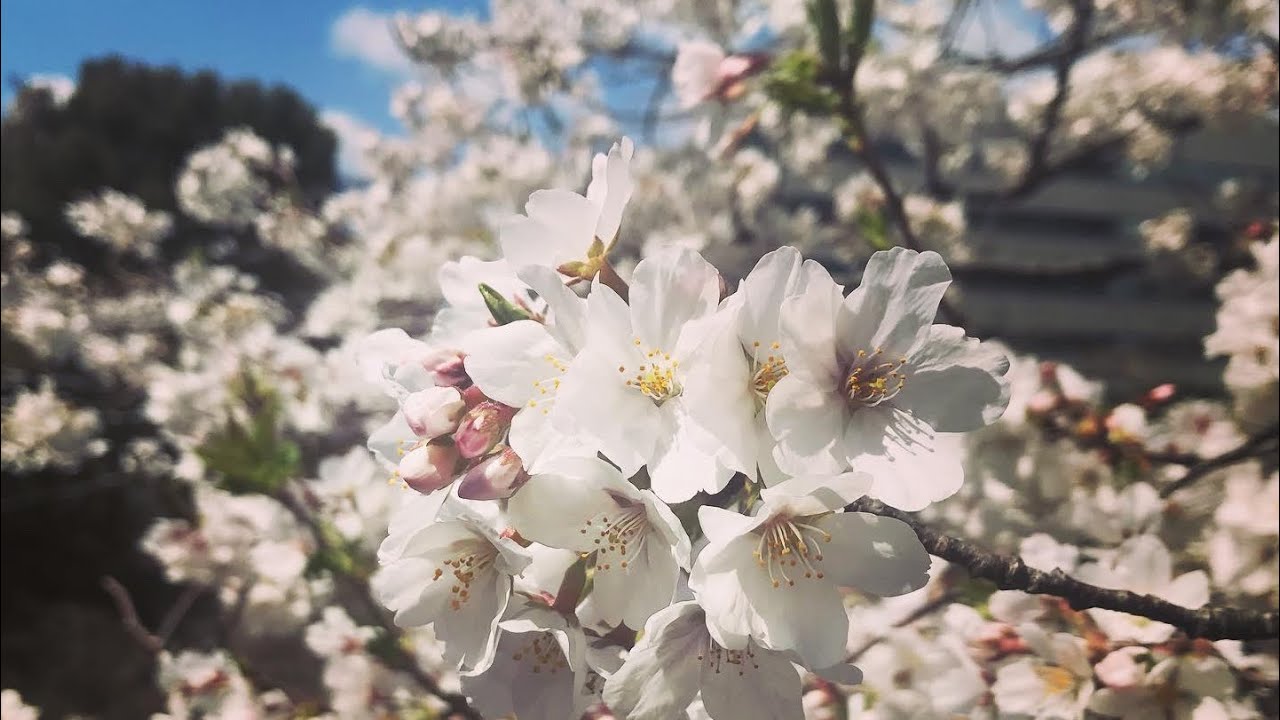 春がきた💖桜舞うお花見日和と桜色のお菓子たち🌸